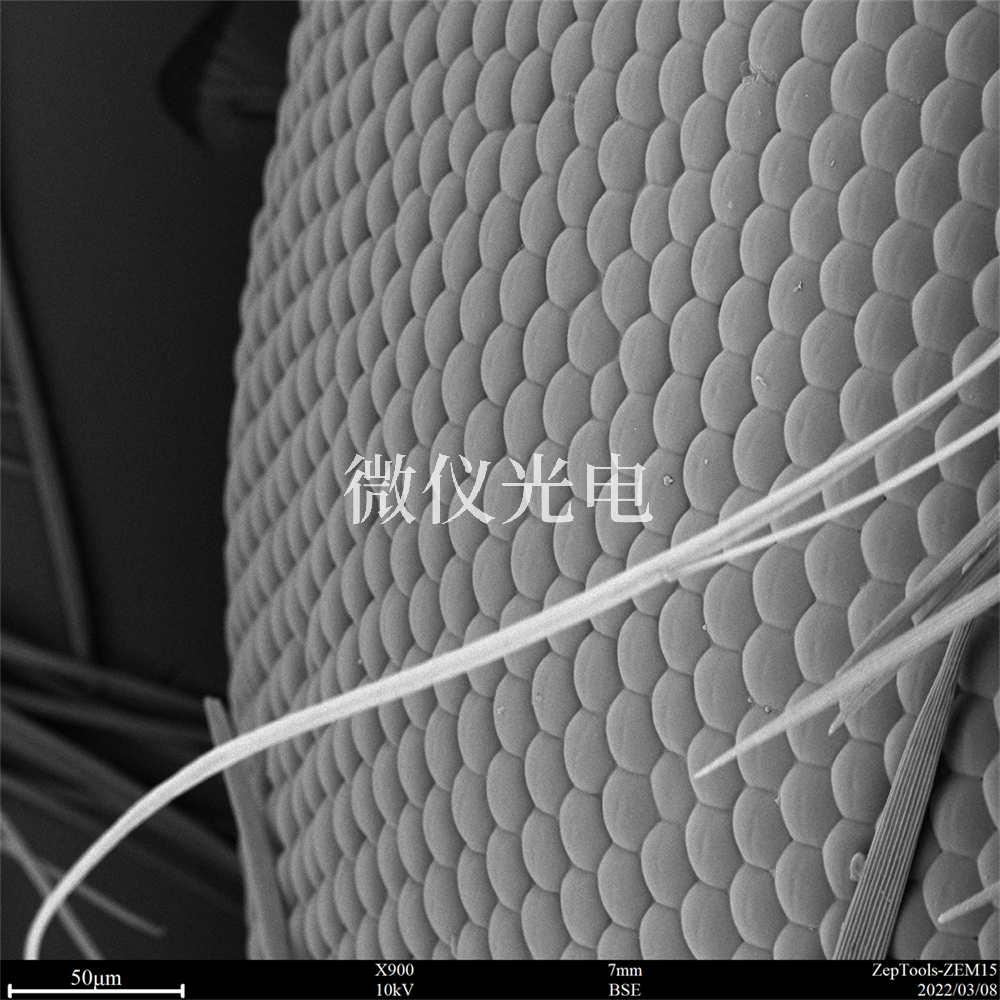 掃描電鏡下的昆蟲(chóng).png 掃描電鏡下的昆蟲(chóng).png